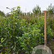 Prunus l. Genolia 80-100 cm met kluit