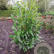 Prunus l. Genolia 100-125 cm met kluit