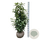 Prunus l. Genolia 100-125 cm met kluit