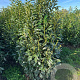 Prunus l. Genolia 175-200 cm met kluit