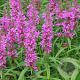 Lythrum sal. 'Feuerkerze' GM P9