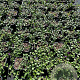 Vinca minor 'Atropurpurea' GM 2,0L