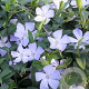 Vinca minor 'Valentin' GM P9