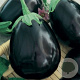 Aubergine Black Beauty GM Per 125 Zaden