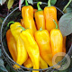 Puntpaprika Corno di toro Giall GM Per 70 zaden