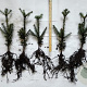Abies fraseri 30-40 cm wortelgoed 2/2