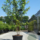 Acer freemanii Autumn Blaze 350-400 cm cont. 110L meerstammig