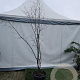 Acer griseum 175-200 cm 35L