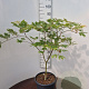 Acer japonicum 'Aconitifolium' 60-80 cm 20L breed