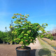 Acer japonicum 'Aconitifolium' 100-125 cm cont. 180L