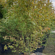 Acer palmatum 200-250 cm cont. 110L