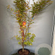 Acer pal. 'Sangokaku' 125-150 cm 20L