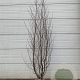 Alnus glutinosa 200-250 cm met kluit solitair
