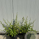 Berberis julianae 25-30 cm 4,0L
