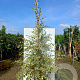 Betula nigra 'Shiloh Splash' 250-300 cm 50L BEVEERD