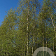 Betula pendula 300-350 cm met kluit solitair struik