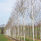 Betula utilis 'Doorenbos' 18-20 HO draadkluit