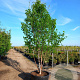 Betula albosin. 'Fascination' 250-300 cm cont. 180L