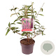 Buddleja d. 'Ile de France' 50-60 cm 5,0L