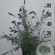 Buddleja d. 'Nanho Blue' 60-80 cm 10L