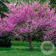 Cercis can. 'Oklahoma' 125-150 cm 50L