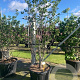 Cercis siliquastrum 175-200 cm cont. 130L