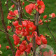 Chaenomeles spec. 'Rubra' 150-175 cm 50L