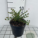 Cotoneaster horizontalis GM C1.3