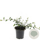Cotoneaster lacteus GM C1.3