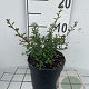 Cotoneaster pr. 'Streib's Findling' GM C1.3