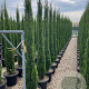 Cupressus semp. 'Pyramidalis' 175-200 cm 20L