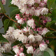 Deutzia rosea 60-80 cm wortelgoed 0/1/1 2 tak