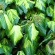 Hedera colchica 'Sulphur Heart' 100-125 cm 50L