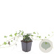 Hedera helix GM P9