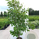 Hovenia dulcis 200-250 cm cont. 110L