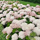 Hydrangea a. Candybelle Marshmallow 80-100 cm 20L