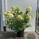Hydrangea pan. 'Limelight' 40-60 cm 7,5L