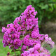 Lagerstroemia indica 'Violet d'ete' 60-80 cm 20L breed