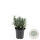 Lavandula ang. 'Munstead' GM C1.3