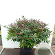 Leucothoe keiskei Burning Love 70-80 cm 20L breed