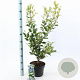 Ligustrum j. 'Texanum' 40-50 cm 5,0L