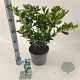Ligustrum j. 'Texanum' 40-50 cm 5,0L