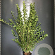 Ligustrum ovalifolium 125-150 cm 4,0L