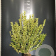 Ligustrum oval. 'Aureum' 80-100 cm 4,0L