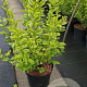 Ligustrum oval. 'Aureum' 100-125 cm 12L