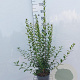 Ligustrum vulg. 'Atrovirens' 60-80 cm 4,0L