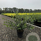 Ligustrum vulg. 'Lodense' 30-40 cm 4,0L