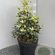Osmanthus heter. 'Goshiki' 40-50 cm 10L