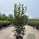 Photinia fraseri 'Red Robin' 125-150 cm 20L