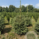 Picea abies 80-100 cm met kluit